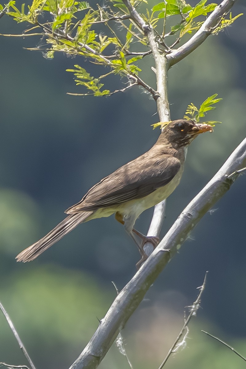 キバラツグミ - ML646549649