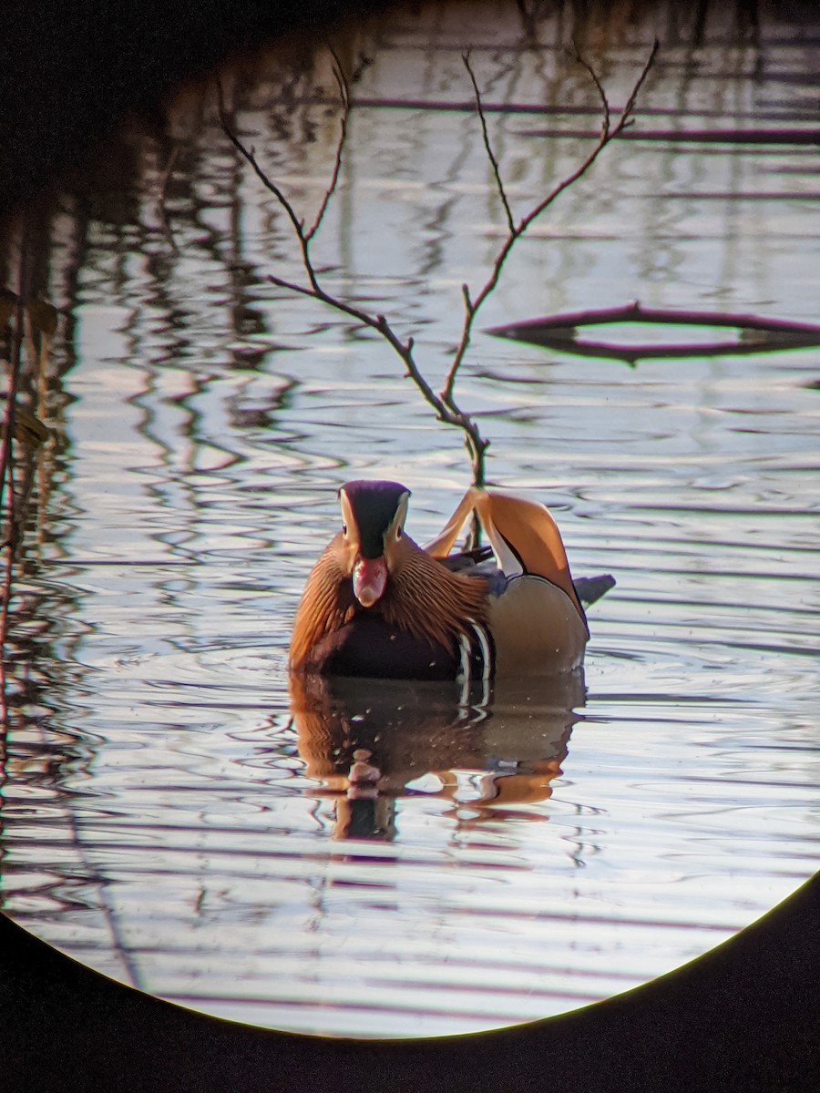 Mandarin Duck - ML646549650