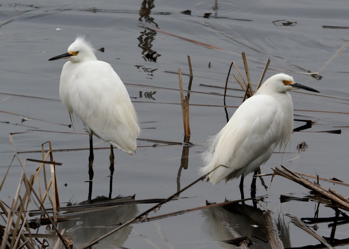 ユキコサギ - ML646549652