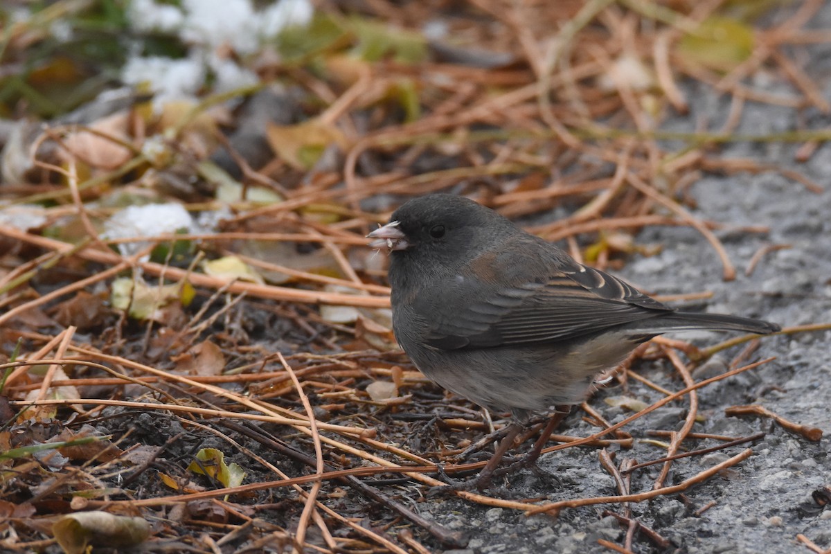 ユキヒメドリ（hyemalis／carolinensis） - ML646549653