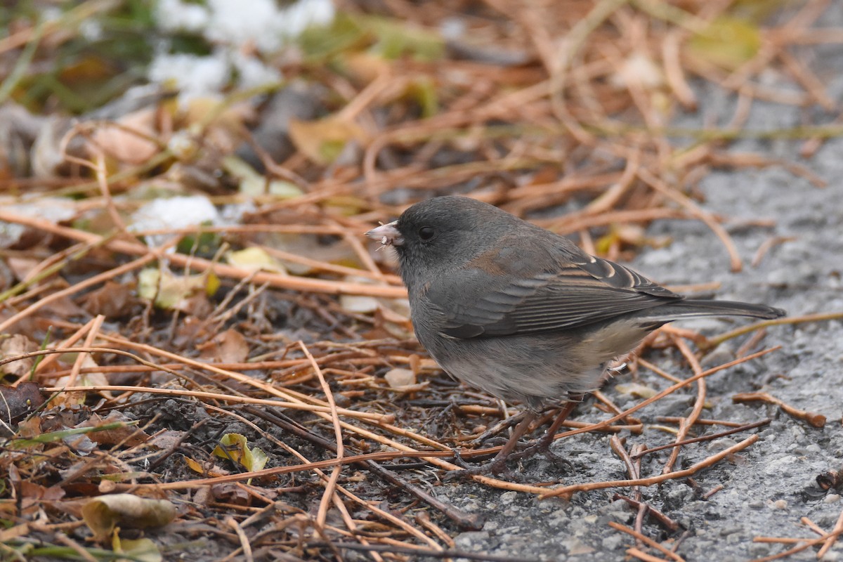 ユキヒメドリ（hyemalis／carolinensis） - ML646549654