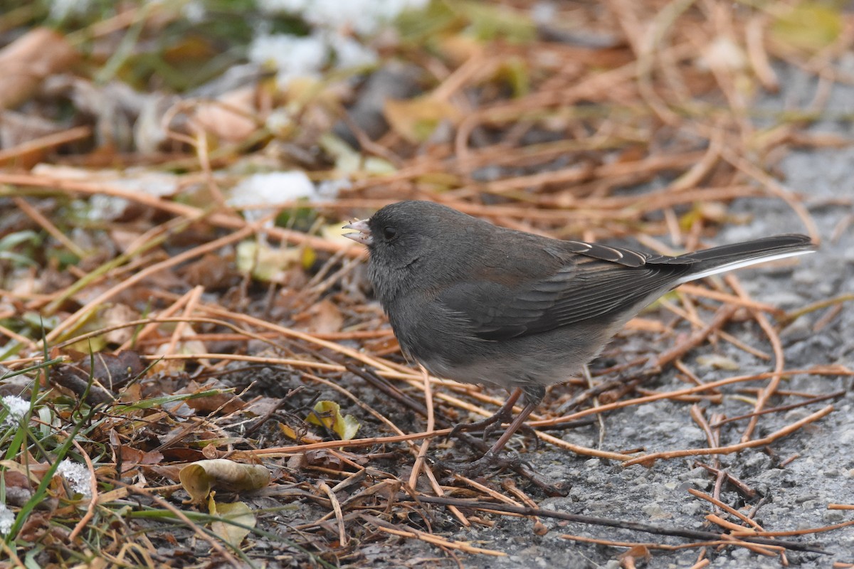ユキヒメドリ（hyemalis／carolinensis） - ML646549655