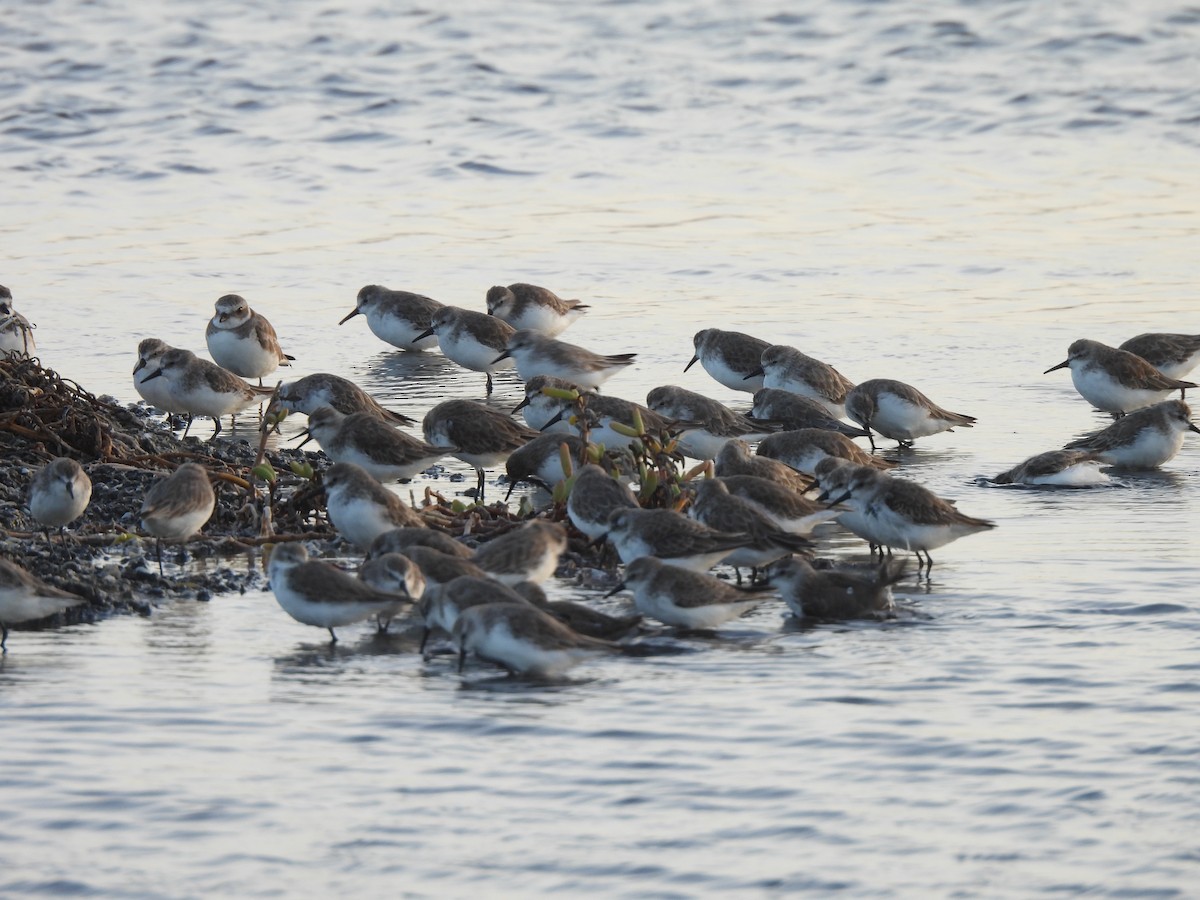 ヒレアシトウネン - ML646549656