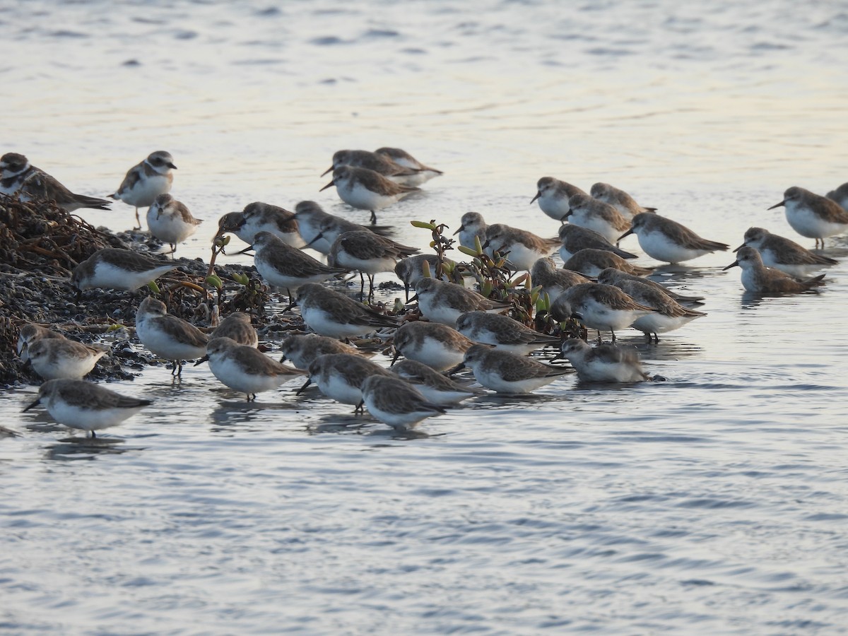 ヒレアシトウネン - ML646549657