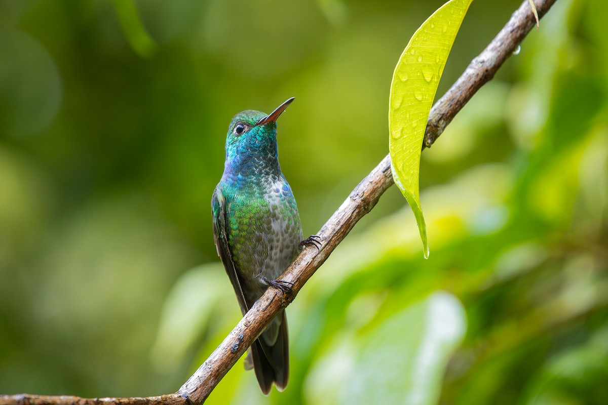 Блестящая амазилия - ML646549658