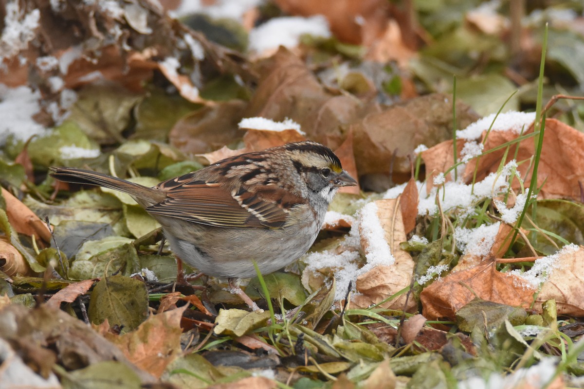 ノドジロシトド - ML646549661