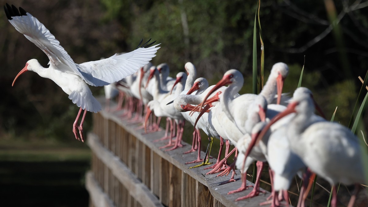 White Ibis - ML646549662