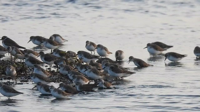 Semipalmated Sandpiper - ML646549663