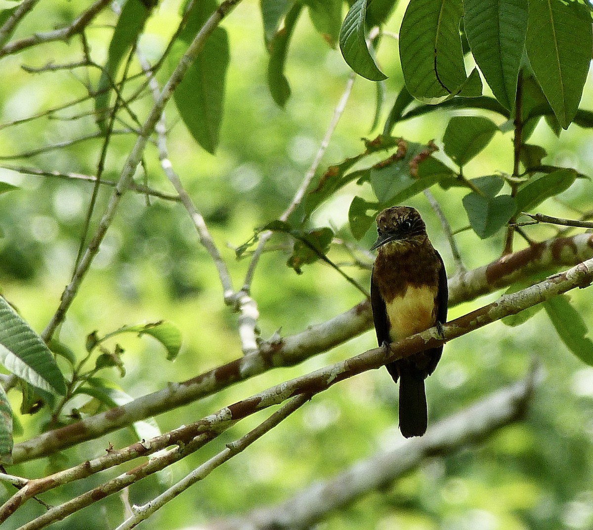 leskovec hnědý - ML646549670