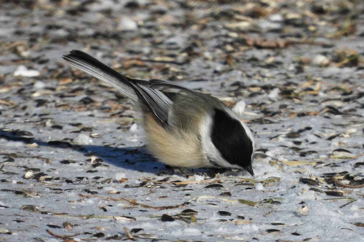 Amerika Baştankarası - ML646549672