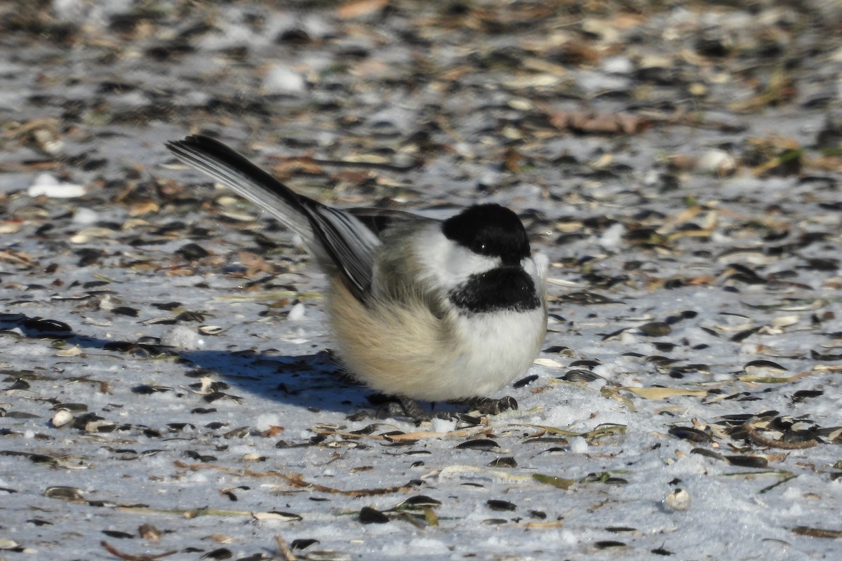 Amerika Baştankarası - ML646549673