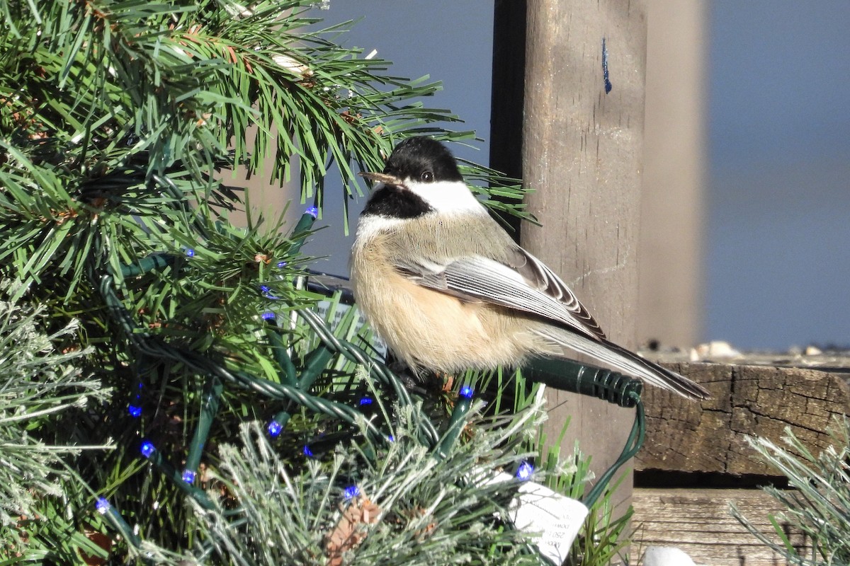 Amerika Baştankarası - ML646549674