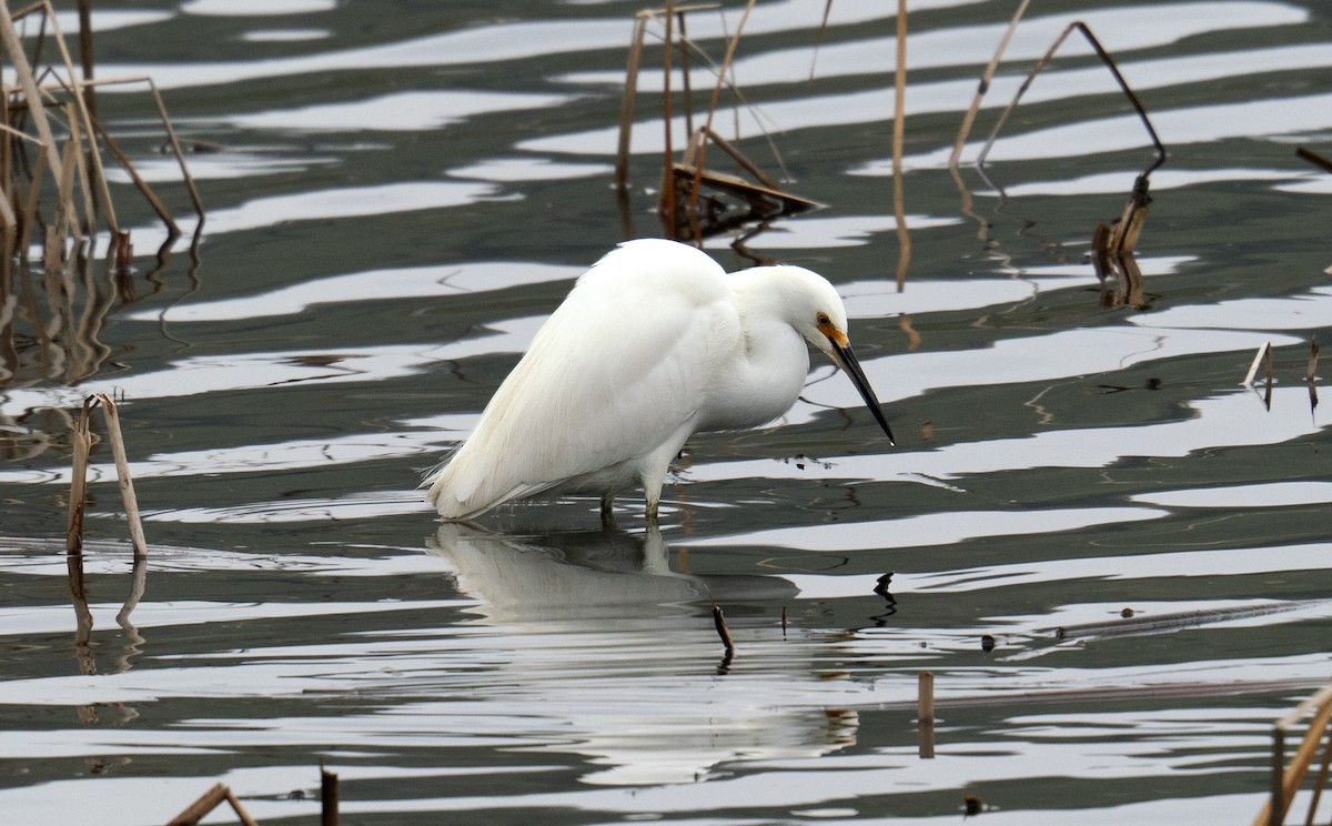 Snowy Egret - ML646549675