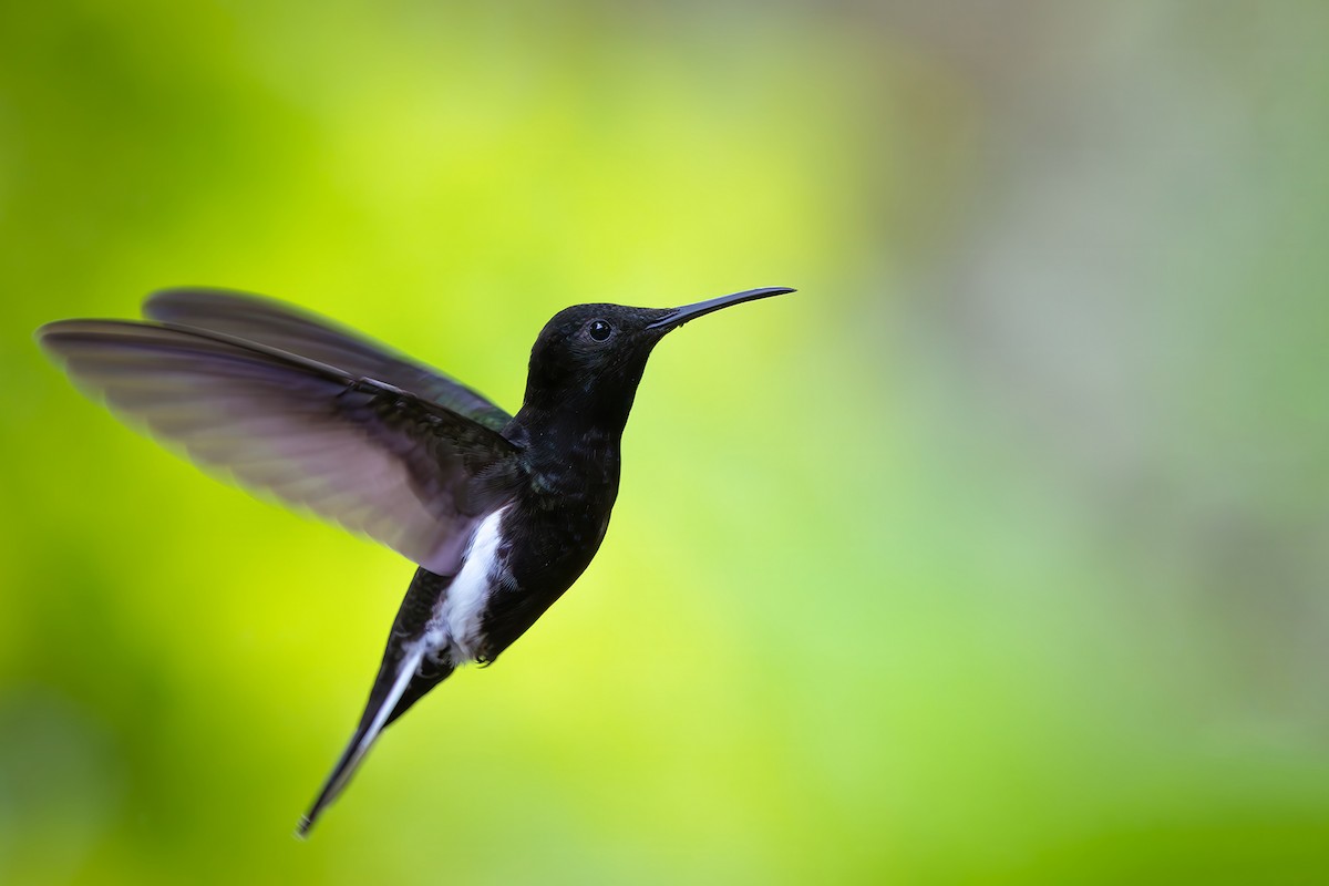 Чёрный якобин - ML646549678