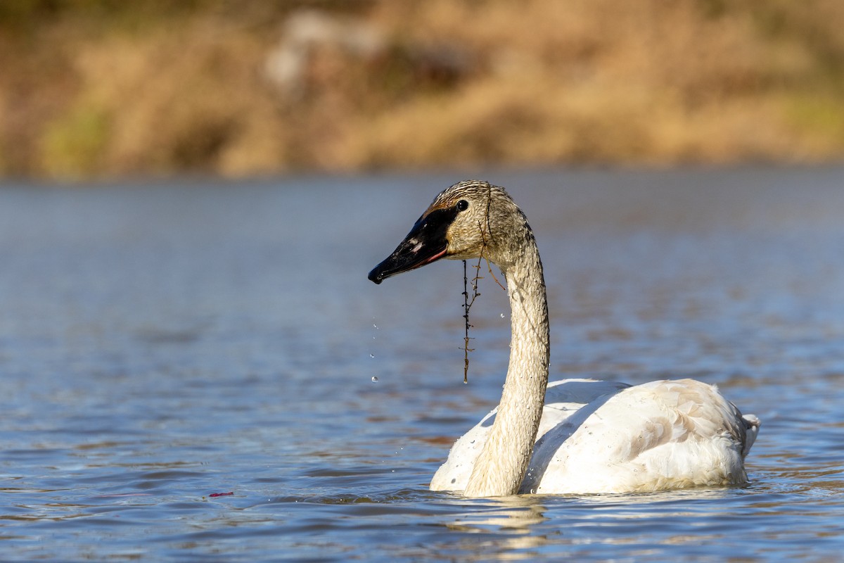 Trumpeter Swan - ML646549683
