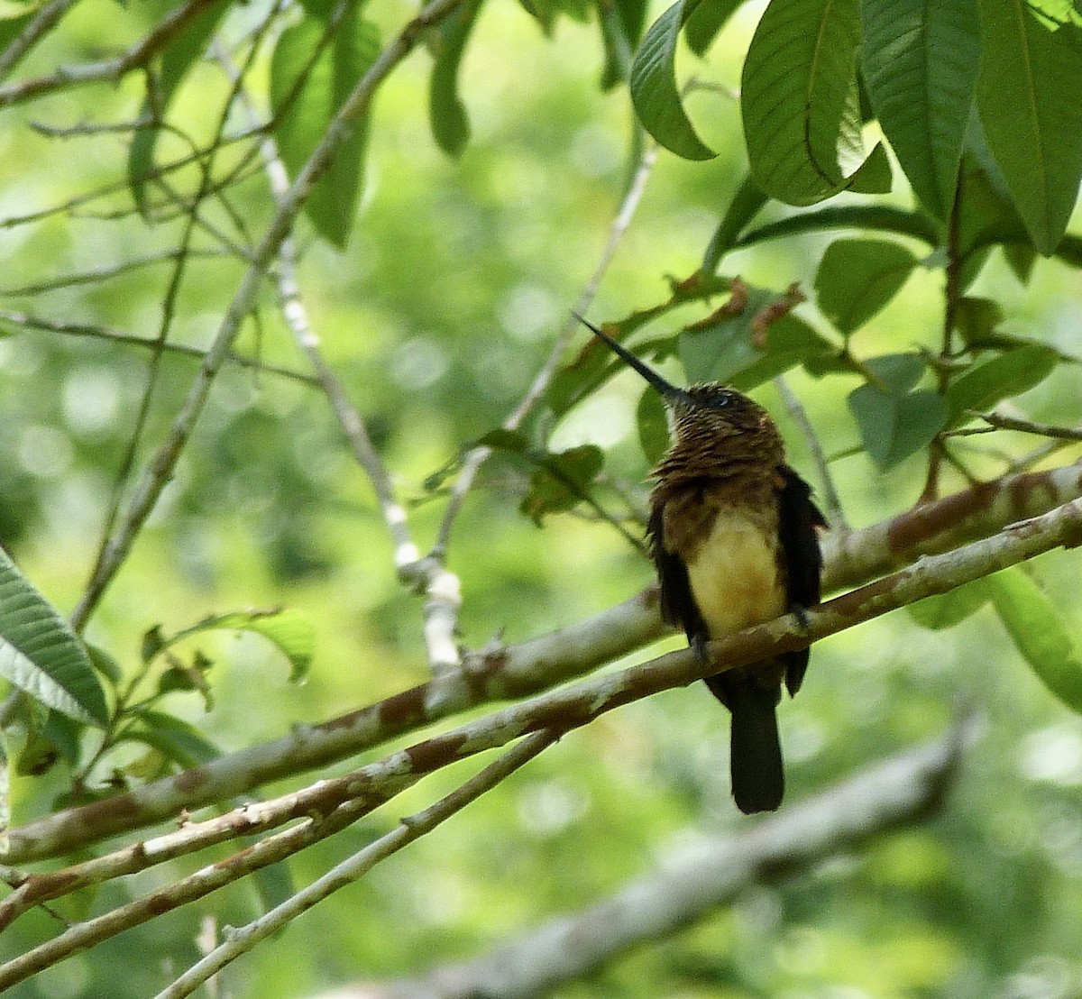 leskovec hnědý - ML646549684