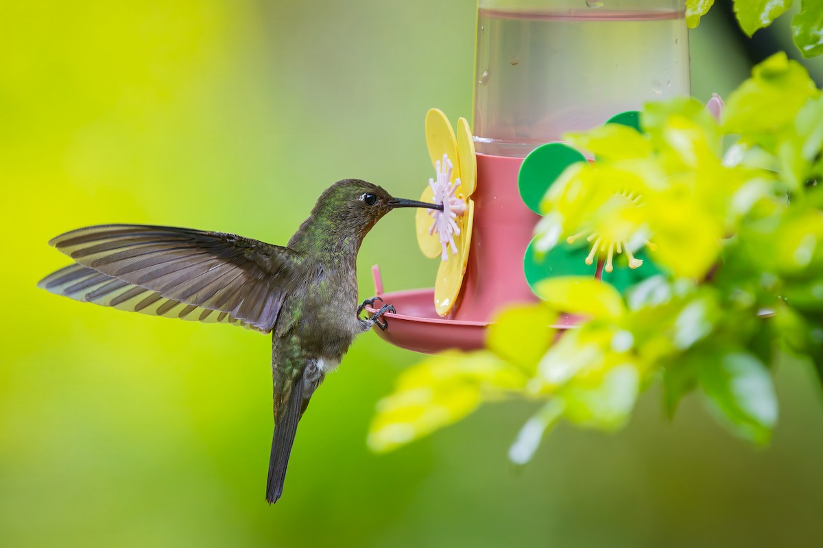 Бронзовый саблекрыл - ML646549687