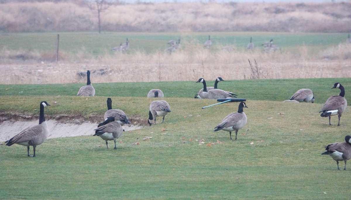 Canada Goose - ML646549688