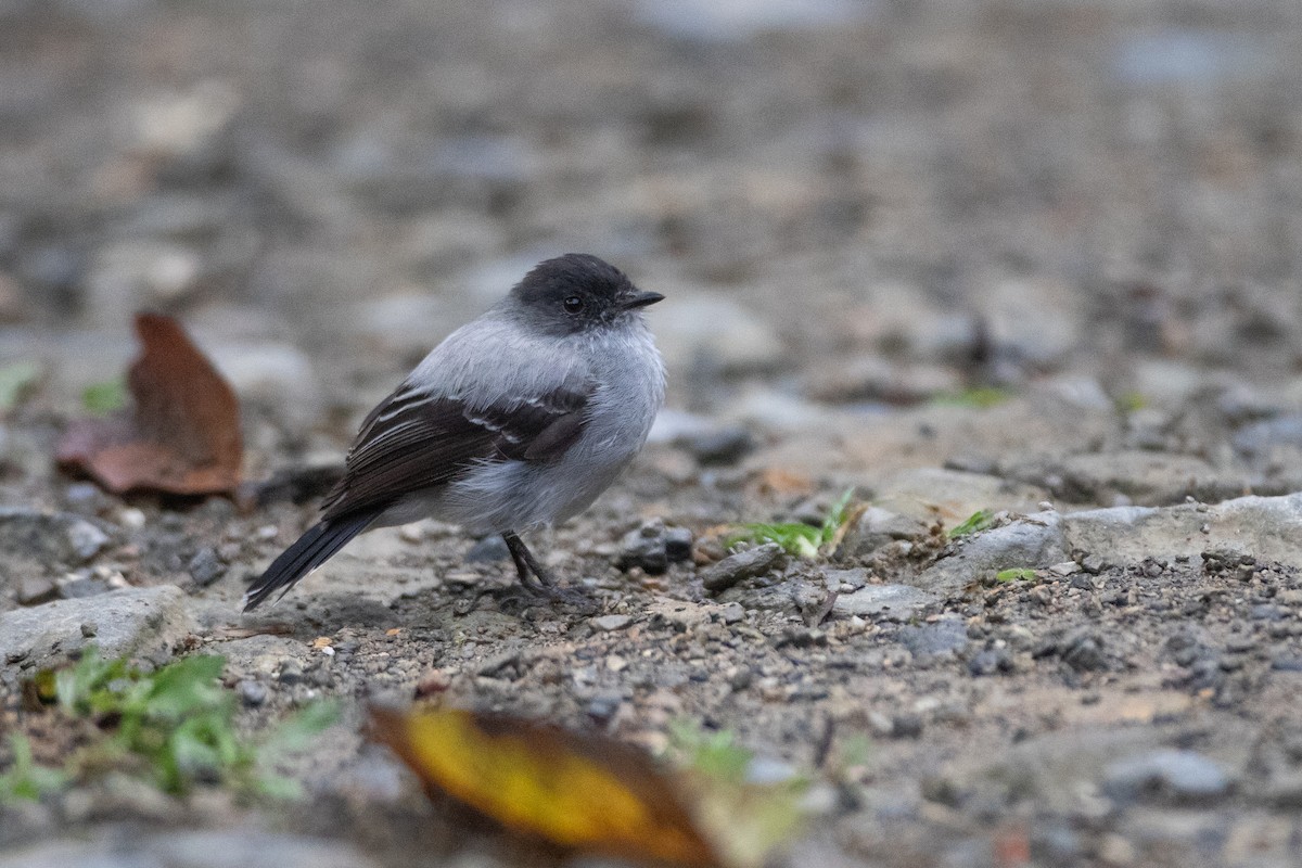 Torrent Tyrannulet - ML646549690