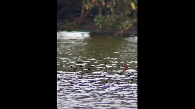 Canvasback - ML646549693