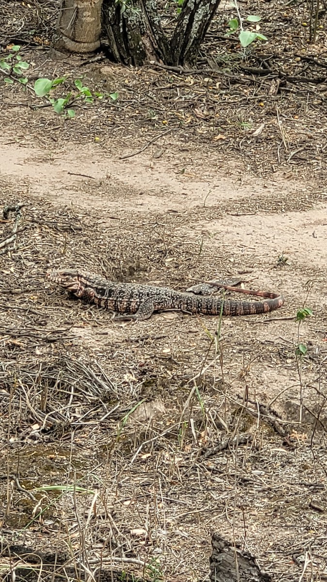 Animali - ML646549695