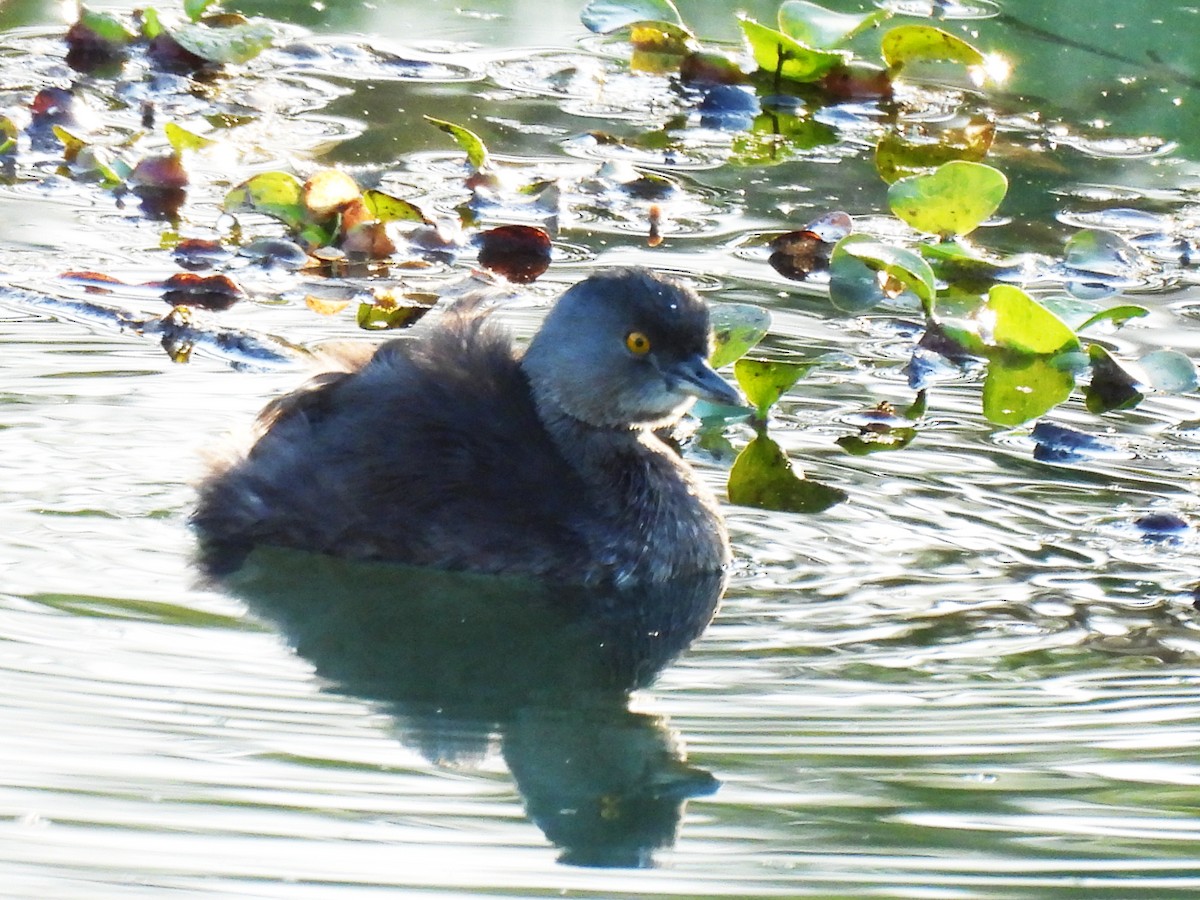 Least Grebe - ML646549696
