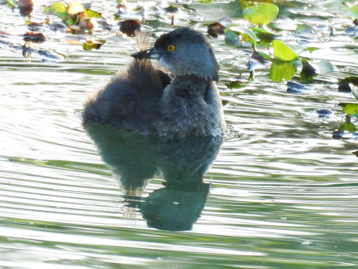 Least Grebe - ML646549697