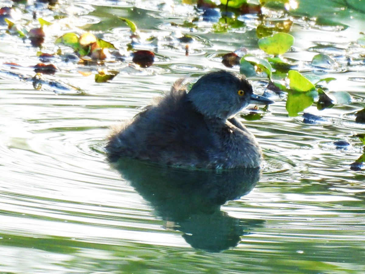 Least Grebe - ML646549698