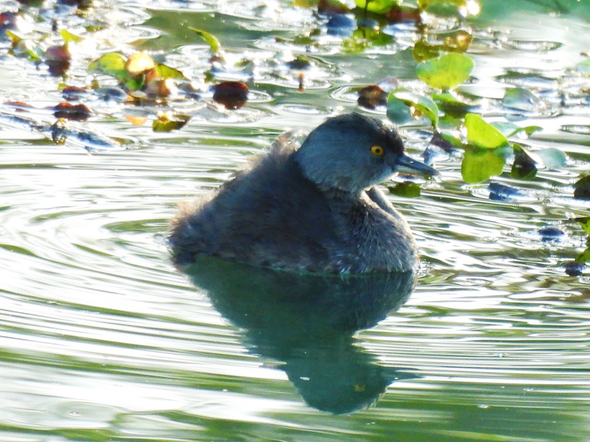 Least Grebe - ML646549699