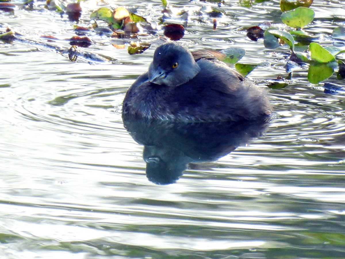 Least Grebe - ML646549700