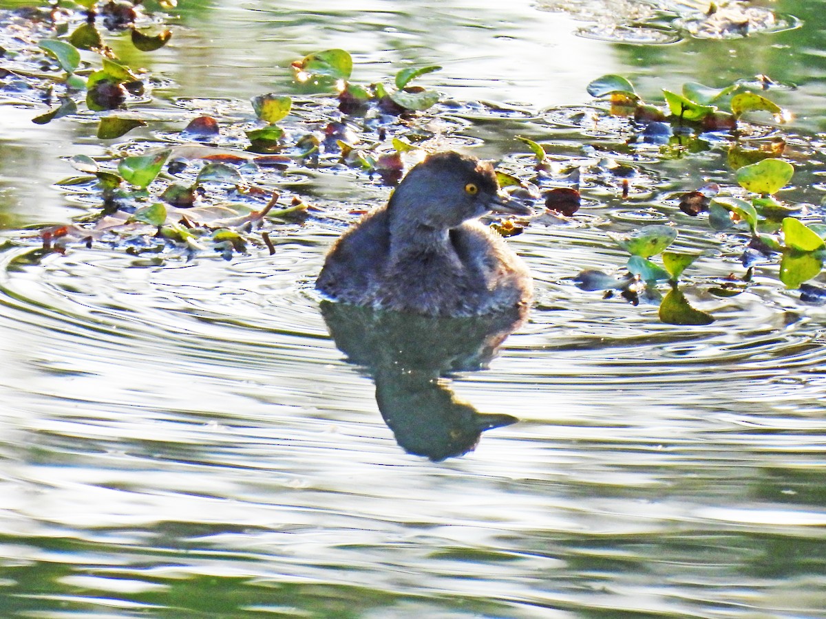 Least Grebe - ML646549703