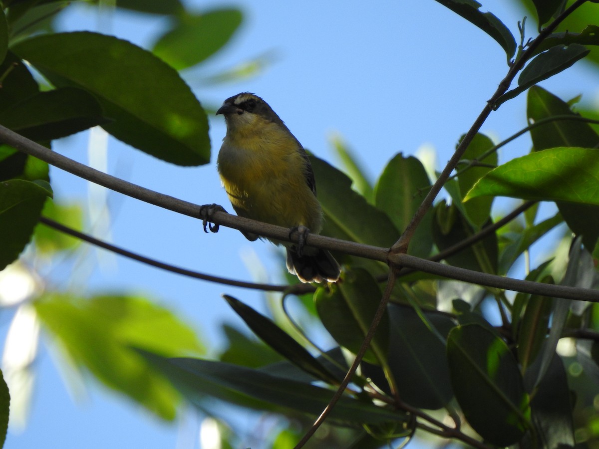 Bananaquit - ML646549705