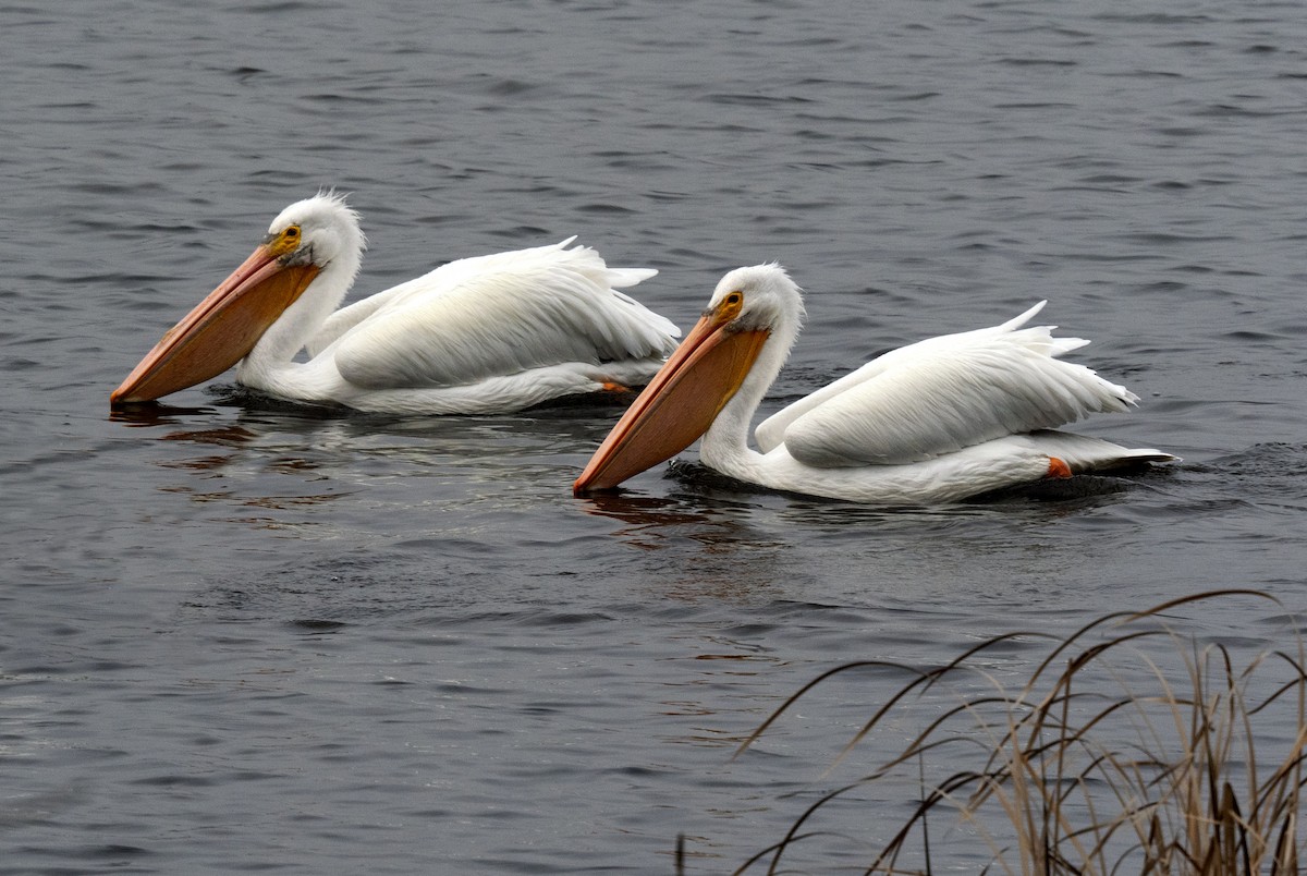 American White Pelican - ML646549707