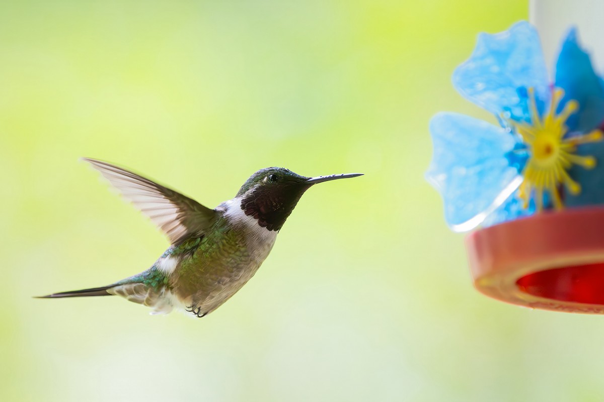 Аметистовый эльф - ML646549708