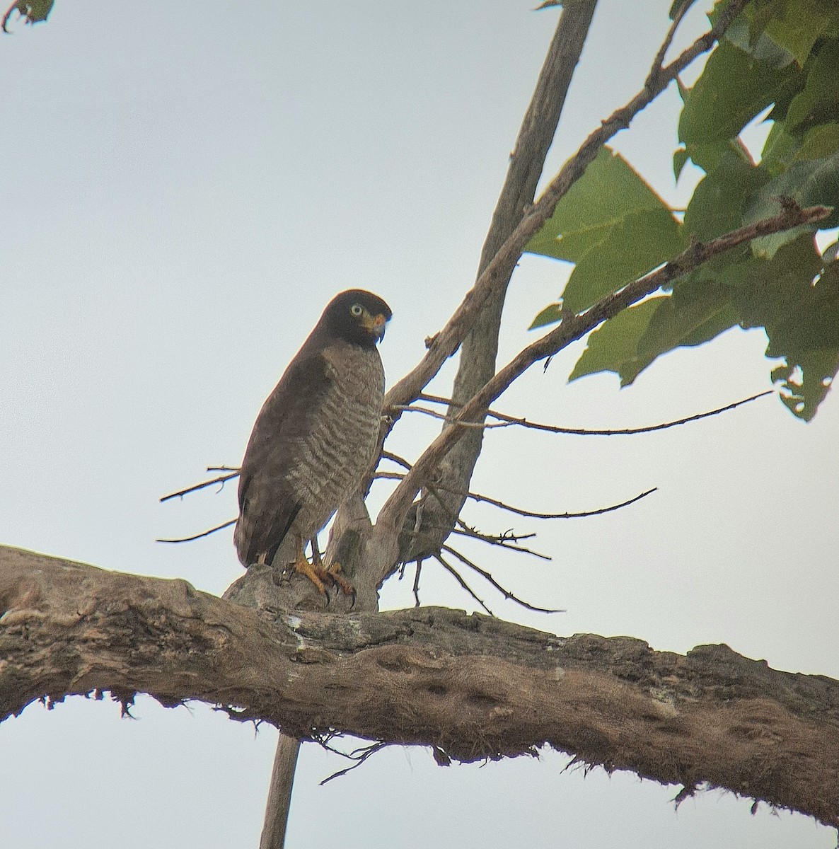 Roadside Hawk - ML646549709