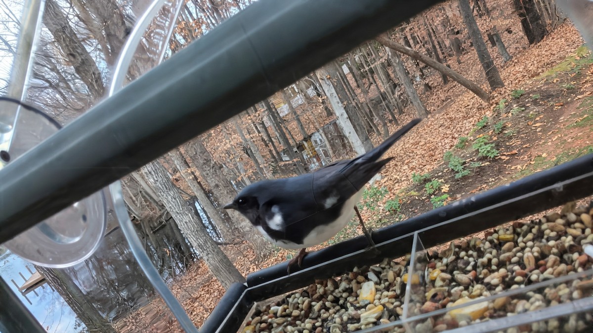 Black-throated Blue Warbler - ML646549710