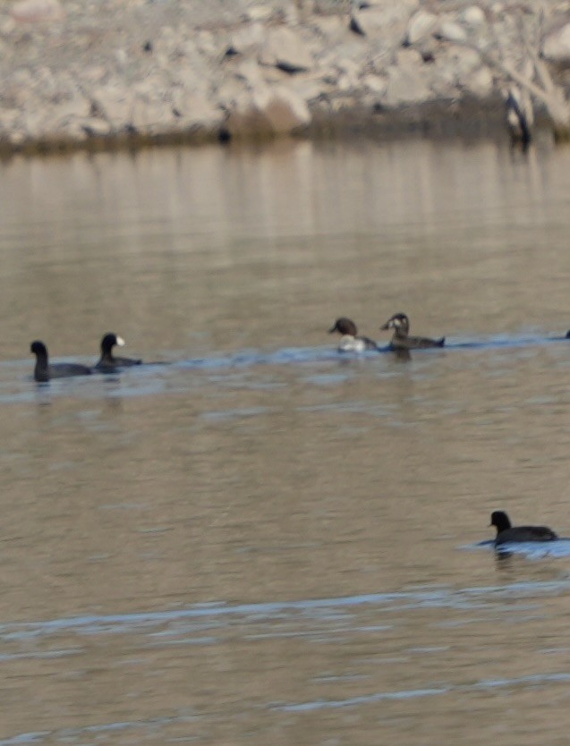 Surf Scoter - ML646549711