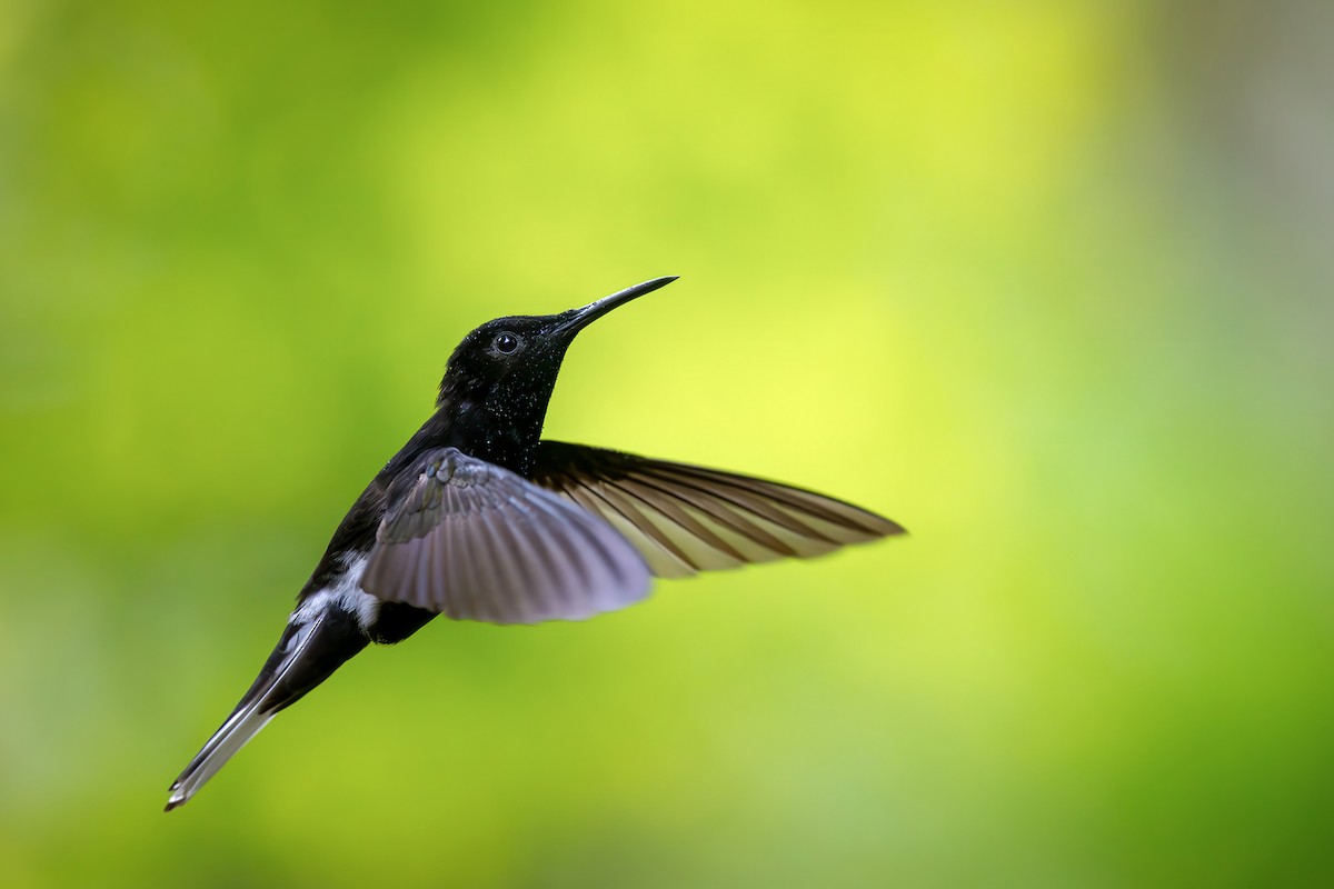 Чёрный якобин - ML646549712