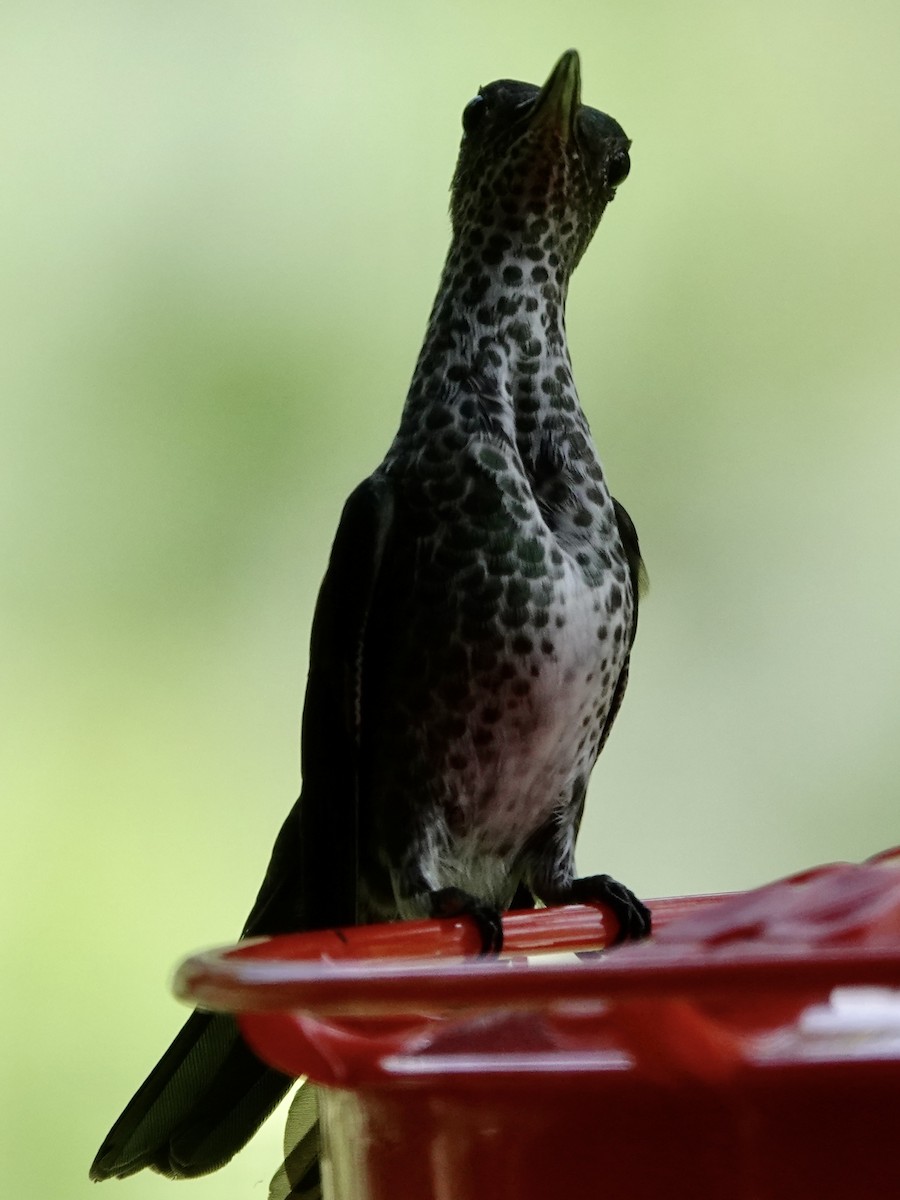 Colibri grivelé - ML646549713