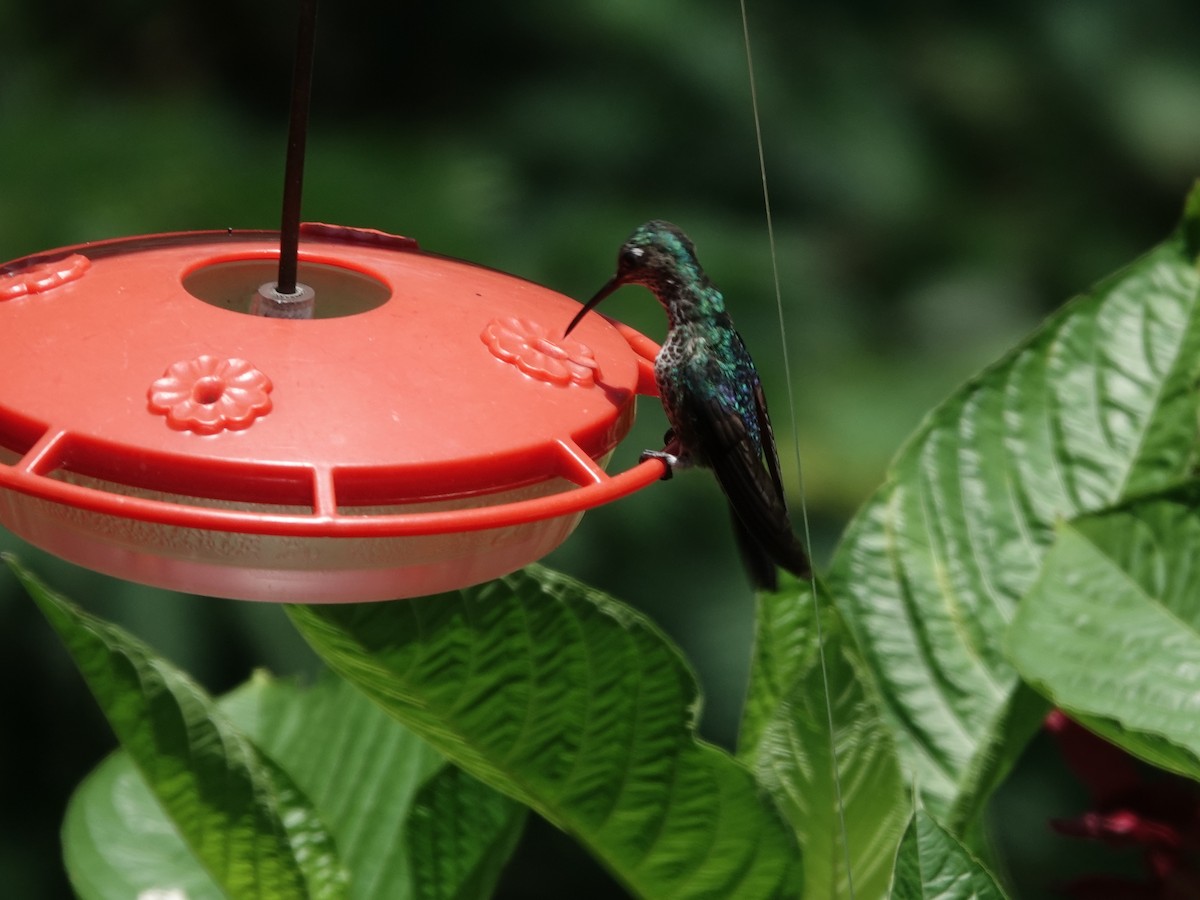 Colibri grivelé - ML646549714