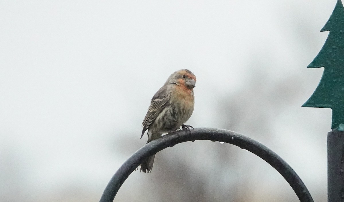 House Finch - ML646549715