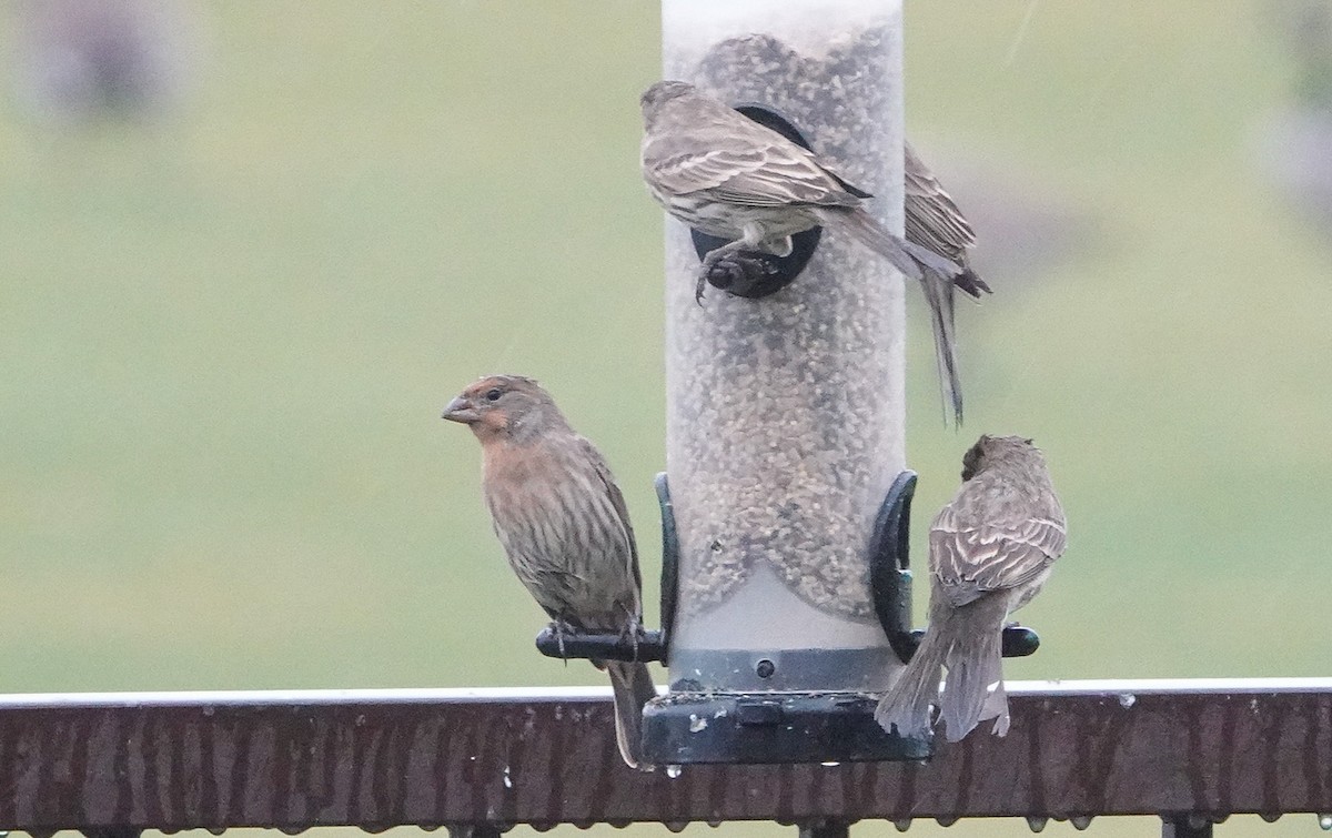 House Finch - ML646549716