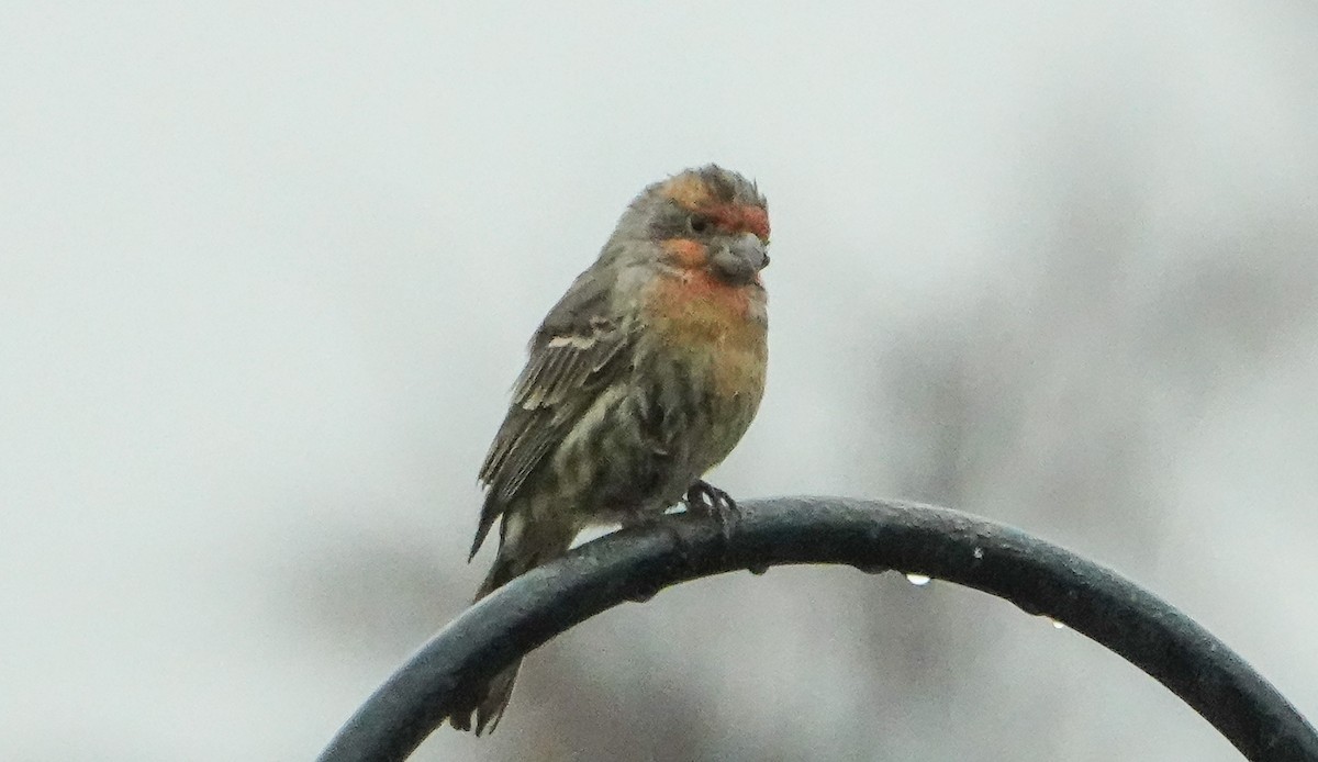 House Finch - ML646549717