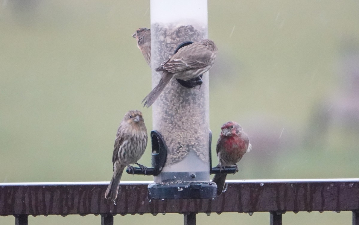 House Finch - ML646549718