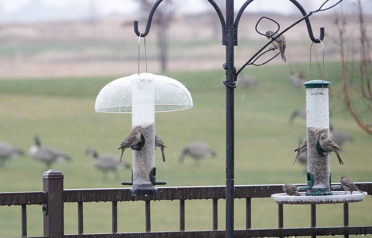 House Finch - ML646549719