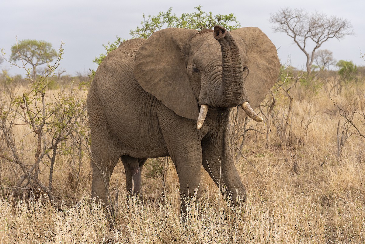 非洲草原象 - ML646549724