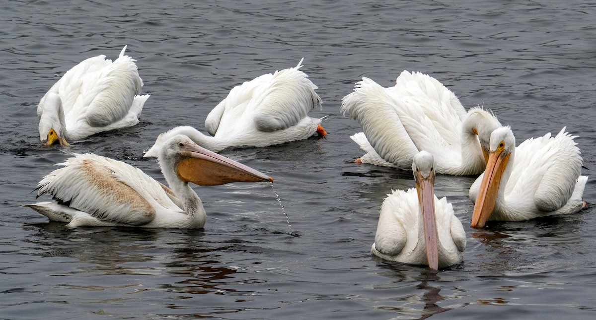 American White Pelican - ML646549728