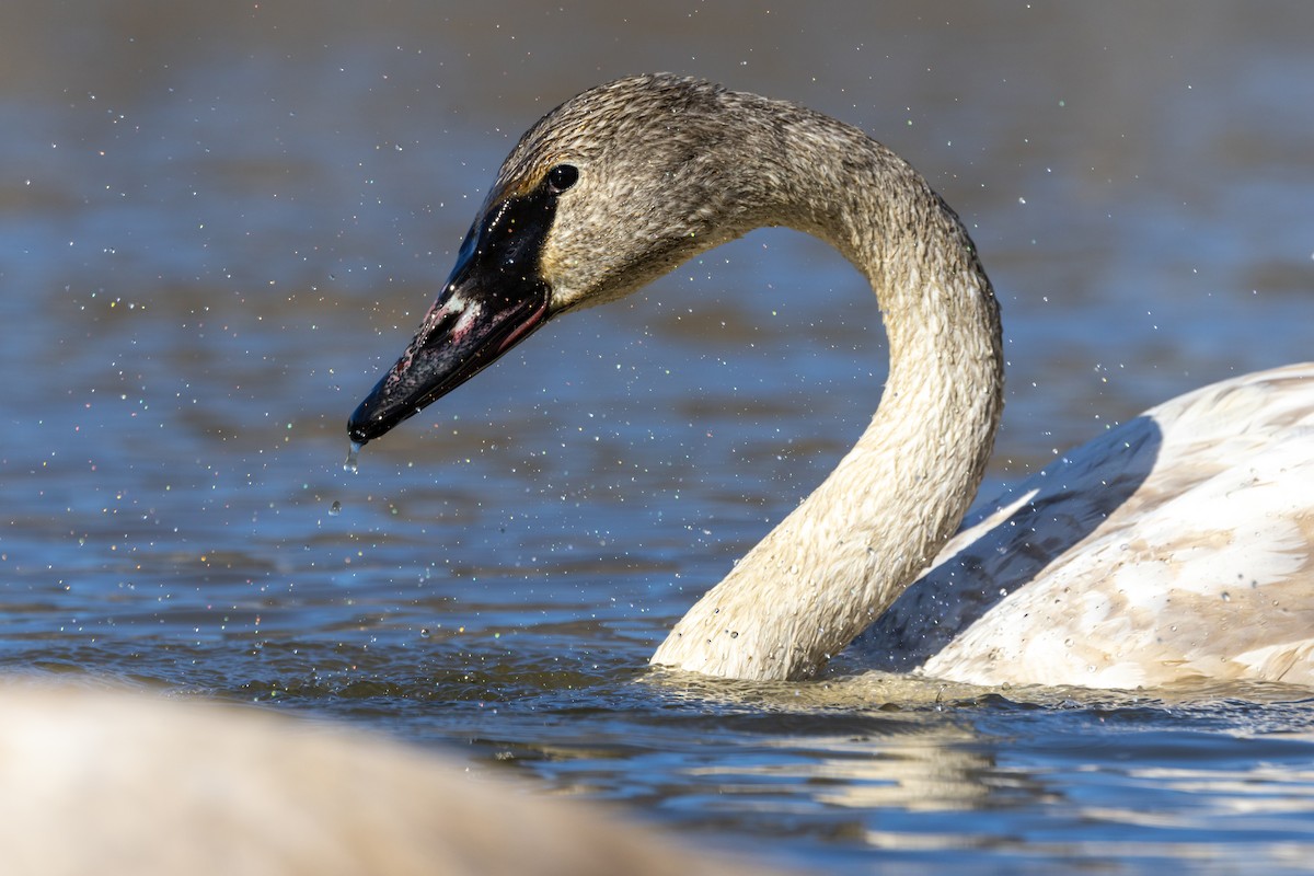 Trumpeter Swan - ML646549729