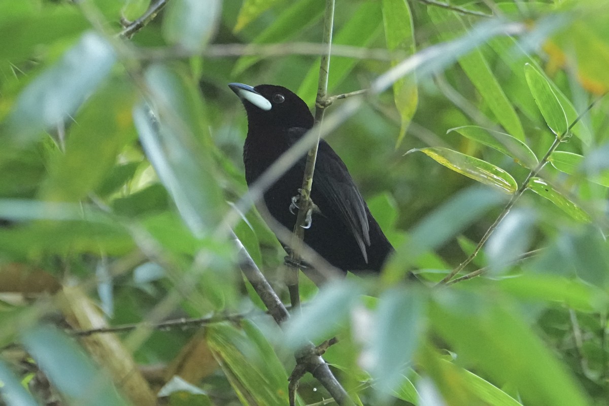 Silver-beaked Tanager - ML646549730