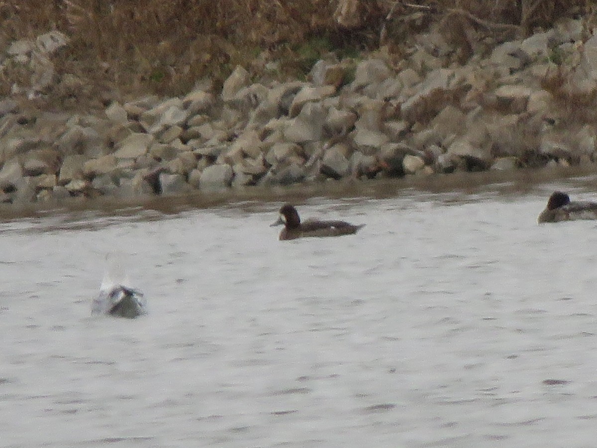 polák vlnkovaný - ML646549731